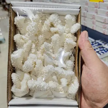 1box Natūralus Baltas Koralas Iškastinio Grupių Kvarco Kristalo Rifas Pavyzdys Gijimo Namų Dekoro Dovana