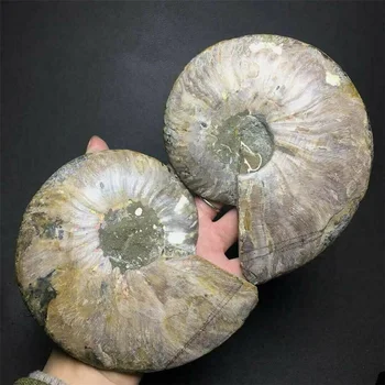 Pora Gamtinių Ammonite Iškastinio Myli kvarco Kristalo Pavyzdys Reiki Gydymo