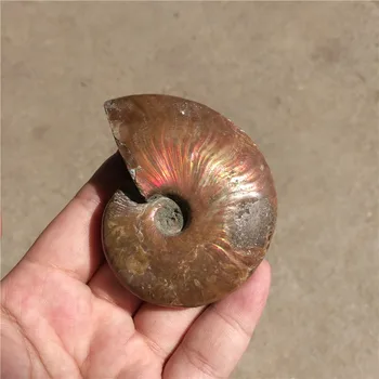 Vaivorykštė!!! Gamtos myli Ammonite iškastinio egzempliorių, Madagaskaras